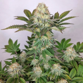 BSB_buddha_wedding_cheesecake_fem_plant