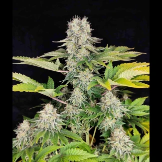 BSB_buddha_white_widow_classic_fem_plant