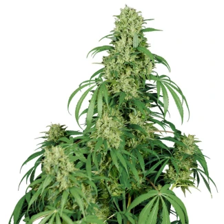 BSB_calamity_jane_auto_plant