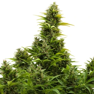 BSBMKAF10 - BUDDHA SEEDS - MEDIKIT AUTO FEM | BLISTER 1x10 SEMI
