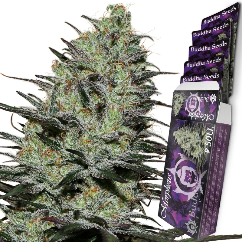 BSBMPH10 - BUDDHA SEEDS - MORPHEUS FEM | BLISTER 1x10 SEMI