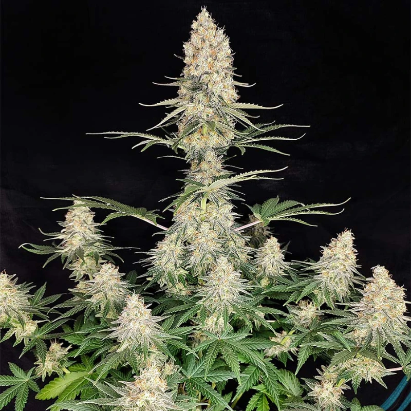 BSBQF5 - BUDDHA SEEDS - QUASAR FEM | BLISTER 1x10 SEMI