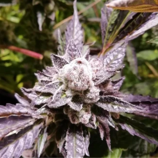 GRTF_orange_goovy_bx_fem_plant