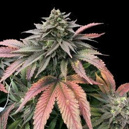 GRTFLIM008-005 - GRATEFUL SEEDS - BOOBIES FEM (LIMITED EDITION) | 5 SEMI