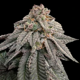 GRTFLIM007-005 - GRATEFUL SEEDS - HASH BELT FEM (LIMITED EDITION) | 5 SEMI