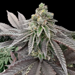 GRTFLIM009-003 - GRATEFUL SEEDS - HONEY PAM FEM (LIMITED EDITION) | 3 SEMI