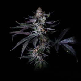GRTFLIM005-003 - GRATEFUL SEEDS - SATZUMA REVENGE FEM (LIMITED EDITION) | 3 SEMI