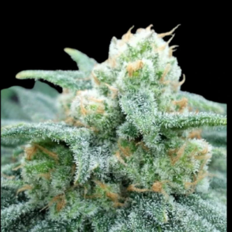 GRTFONE003-005 - GRATEFUL SEEDS - ELECTRIC KOOLAID FEM (ONE SHOT EDITION) | 5 SEMI