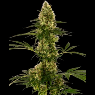 SS_blue_bullet_auto_plant