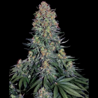 SS_blue_skunk_fem_plant