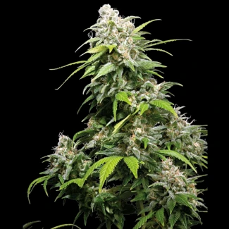 SS_california_indica_fem_plant