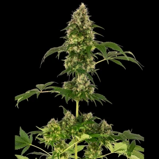 SS_cobalt_haze_fem_plant
