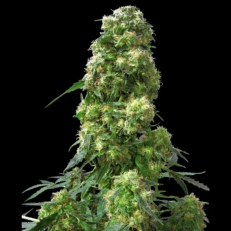 SS_early_skunk_fem_plant