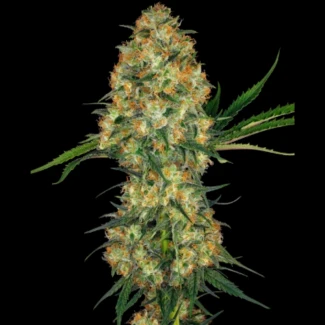 SS_hindu_kush_fem_plant