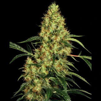SS_mexican_sativa_fem_plant