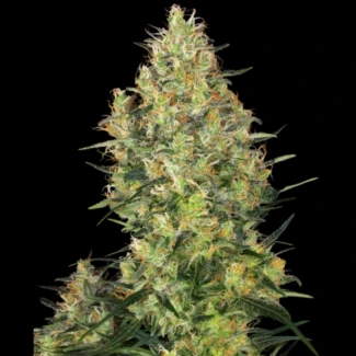 SS_shiva_skunk_fem_plant