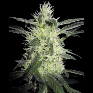 SS_silver_haze_fem_plant