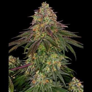 SS_sweet_cherry_kush_fem_plant
