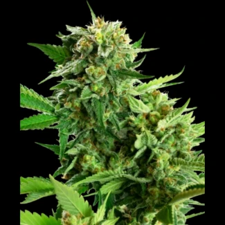 SS_blackberry_cake_fem_plant