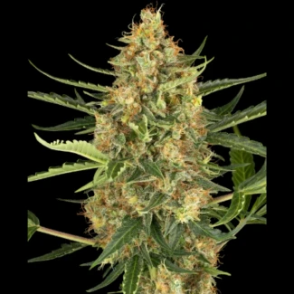 SS_blueberry_bubblegum_auto_plant