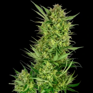 SS1530314 - SENSI SEEDS RESEARCH - BUTTERCREAM GELATO FEM | 3 SEMI FEMM