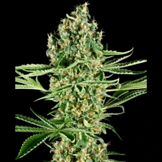 SS_critical_runtz_fem_plant