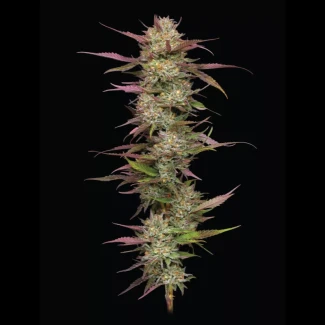 HSC_blueberry_pancake_fem_plant