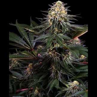 SS1530337 - SENSI SEEDS RESEARCH - LOCKDOWN KUSH FEM | 3 SEMI