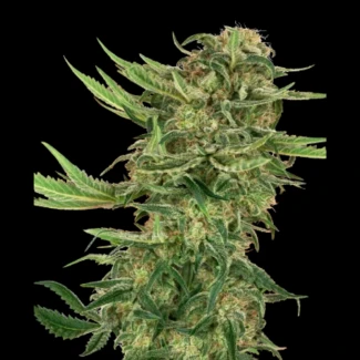SS1530316 - SENSI SEEDS RESEARCH - N13 KUSH FEM | 3 SEMI