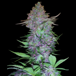 SS_purple_skunk_auto_plant