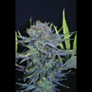 SEX_auto_cheese_xxl_plant