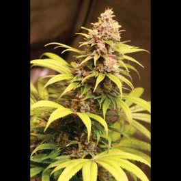 SEX055100 - SEEDSALAD - OG KUSH XXL FEM | 100 SEMI
