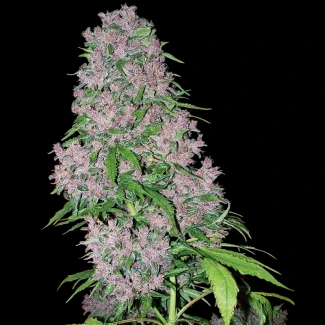 WL_purple_bud_fem_plant