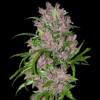WL_purple_bud_automatic_plant