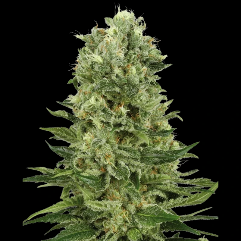 WL1520516 - WHITE LABEL - SKUNK #1 AUTOMATIC | 5 SEMI