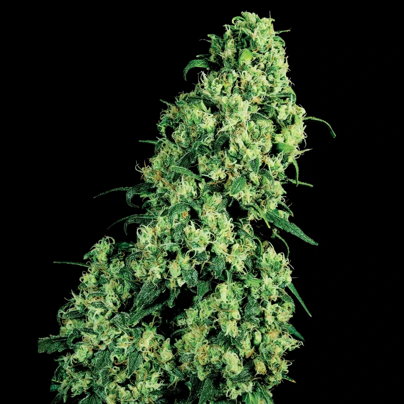 WL1520510 - WHITE LABEL - SKUNK #1 FEM | 5 SEMI