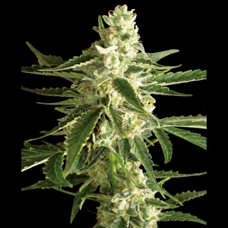 WL15202520 - WHITE LABEL - WHITE DIESEL HAZE AUTO | 5 SEMI