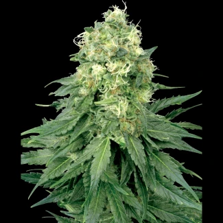 WL1520505 - WHITE LABEL - WHITE WIDOW FEM | 5 SEMI