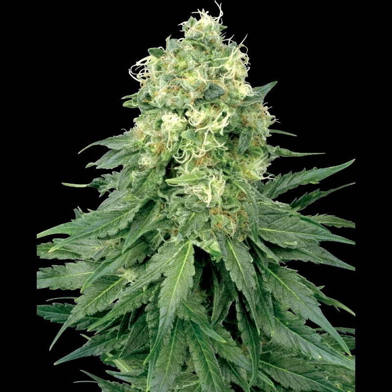 WL1510001 - WHITE LABEL - WHITE WIDOW REG | 10 SEMI