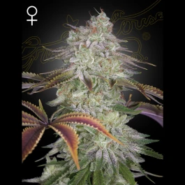 FGAZM01 - GREEN HOUSE SEED CO. - ALIENZ FEM | 1 SEME