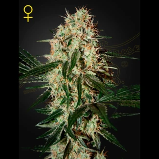 GHS_arjans_haze_3_fem_plant