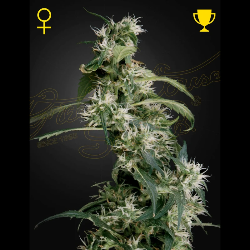GHAUH25 - GREEN HOUSE SEED CO. - ARJAN'S ULTRA HAZE 2 (MANGO HAZE) FEM | 5 SEMI