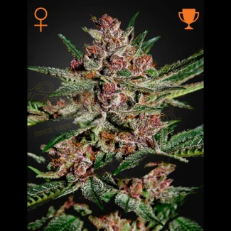 BUBKF - GREEN HOUSE SEED CO. - BUBBA KUSH FEM | 5 SEMI