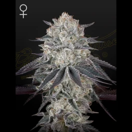 GHFLLGM05 - GREEN HOUSE SEED CO. - FRANCO'S FULLGAS! FEM (Ex FULLGAS!) FEM | 5 SEMI