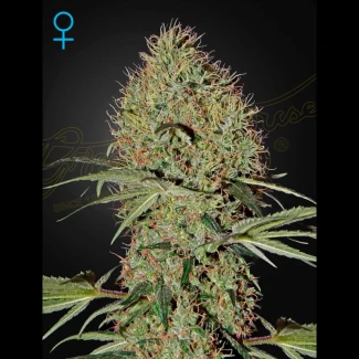 GHSSBAUTO5 - GREEN HOUSE SEED CO. - SUPER BUD AUTOFLOWERING FEM | 5 SEMI