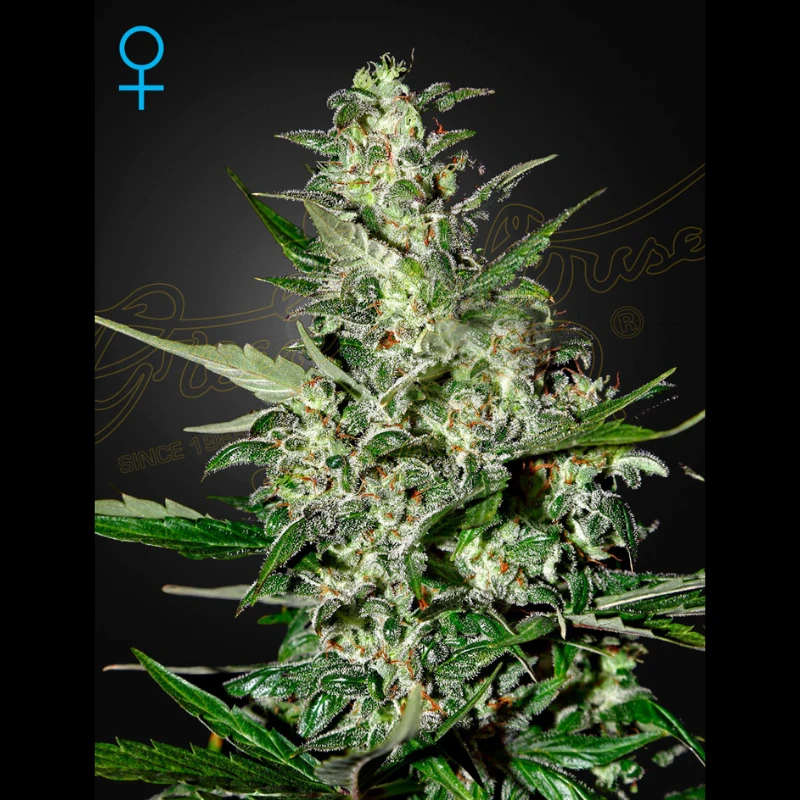 IGHSPA5 - GREEN HOUSE SEED CO. - SUPER CRITICAL AUTOFLOWERING FEM | 5 SEMI