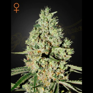 GHSCSUPCRITF5 - GREEN HOUSE SEED CO. - SUPER CRITICAL FEM | 5 SEMI