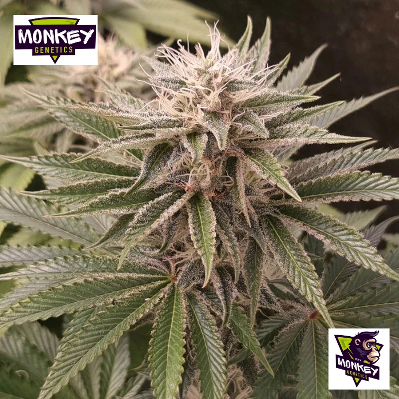 MNKGFMF0003 - MONKEY GENETICS - FUNKY MONKEY SOUR FEM | 3 SEMI