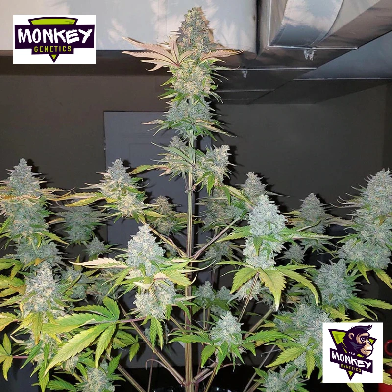 MNKGGZA0003 - MONKEY GENETICS - GORILLA ZKITTLEZ AUTO FEM | 3 SEMI