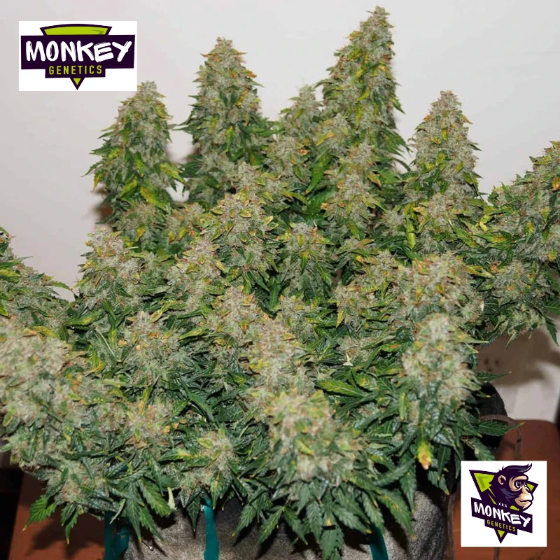 MNKGJFWA0003 - MONKEY GENETICS - JACK FROST WIDOW AUTO FEM | 3 SEMI